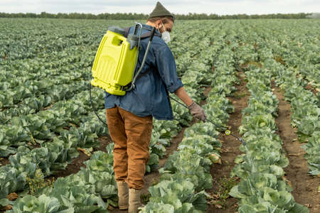 Rear view of agriculture specialist in mask using pressure sprayer while injecting fertilizer in...