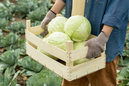 Close-up of vegetable farmer in work gloves carring ripe cabbages into wooden box while walking along fieldの写真素材