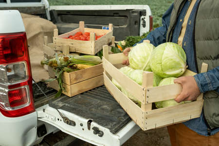 Close-up of unrecognizable male farm worker putting box of cabbages into pickup cabin after harvesting cropの写真素材