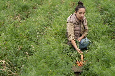 Serious young mixed race woman in warm vest sitting on carrot patch and harvesting crop at...