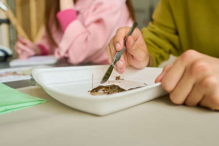 Hand of student holding sharp steel scalpel over frog in white plastic tray while going to dissect the animal and study its parts at lessonの写真素材