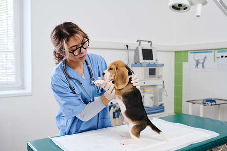 Woman working as professional vet wearing eyeglasses examining beagle pup in modern clinicの写真素材