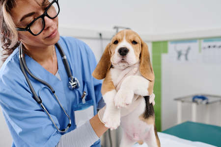 Modern young adult woman working in veterinary clinic examining health of beagle puppy doing palpationの写真素材
