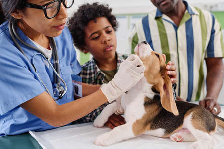 Black kid and his father watching professional vet doing medical examination of their beagle puppyの写真素材
