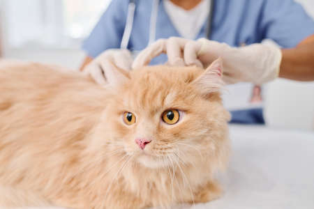 Selective focus shot of unrecognizable vet wearing protective gloves checking skin health of fluffy ginger catの写真素材