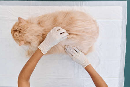 From above view shot of unrecognizable veterinarian wearing protective latex gloves palpating cat...