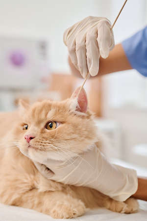 Medium close-up of unrecognizable vet wearing protective gloves using cotton bud to clean ginger cats earsの写真素材