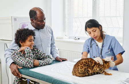 Black boy and his grandpa watching professional vet palpating their bengal cat during medical check upの写真素材
