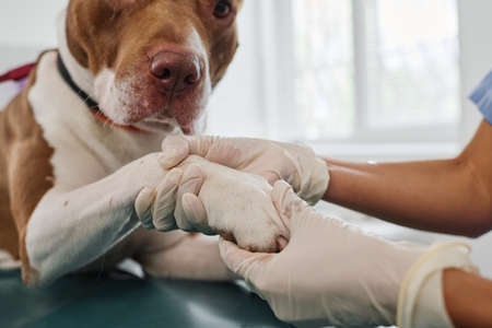 Medium close-up of unrecognizable veterinarian palpating dogs paw during appointment in clinic