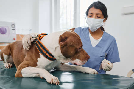Unrecognizable Hispanic female doctor wearing mask on face working in vet clinic with adult pitbull terrier dogの写真素材