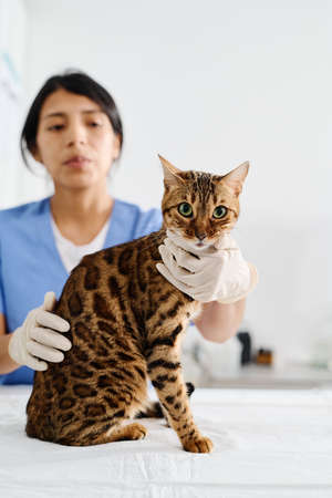 Vertical selective focus shot of serious Hispanic doctor working in vet clinic doing medical check up of bengal catの写真素材