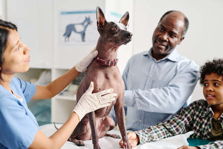Mature Black man and kid watching Hispanic vet palpating their American hairless terrier dog during appointmentの写真素材