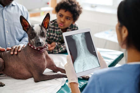 Unrecognizable doctor standing in front of dog and its owners holding digital tablet with X-ray image on screenの写真素材