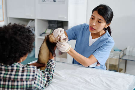 African American kid holding his ferret helping Hispanic vet to palpate it during medical check-up in clinicの写真素材