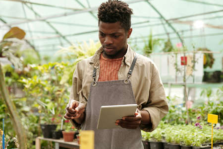 African male worker browsing the net on digital tablet to know the name of plant in greenhouseの写真素材