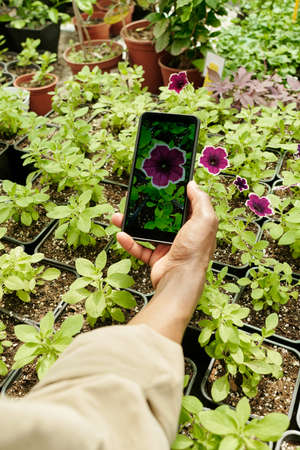 Close-up of gardener taking photo of beautiful flowers on his smartphone during his work in warehouseの写真素材