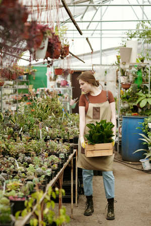 Female florist carrying new plant in box to the counter for sale in flower shop
