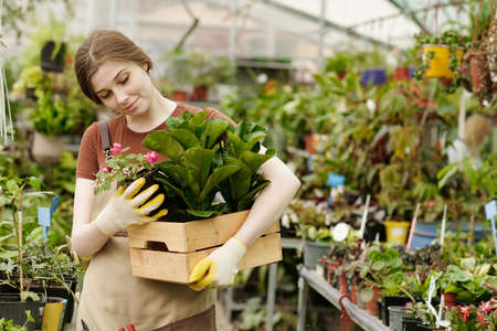 Young female florist putting potted flowers in wooden box and carrying them for sale in shopの写真素材