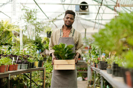 Portrait of African young gardener in uniform holding box with green plant and smiling at camera standing in grenhouseの写真素材