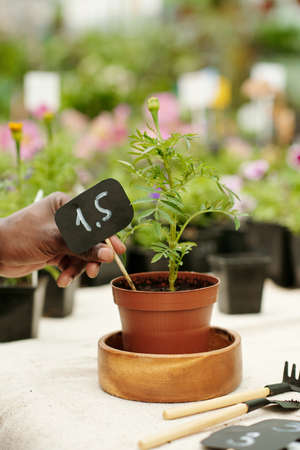 Close-up of florist putting price tag into the pot with new plant for selling in flower shopの写真素材