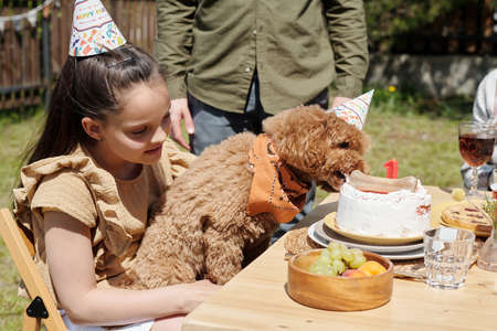 Cute pet dog held by little girl eating birthday cake with bone standing on served table during outdoor dinner or backyard partyの写真素材