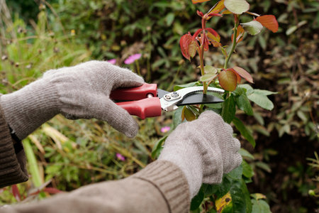 Gloved hands of gardener with scissors pruning top of rose bush growing on flowerbed in the garden while taking care of plantsの写真素材