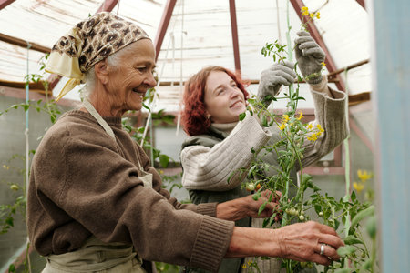 Happy grandmother and granddaughter taking care of tomato plants while girl in gloves tying their tops to roof of greenhouseの写真素材