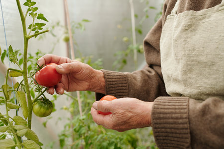 Hands of retired woman in linen apron picking red ripe tomato in greenhouse while standing in front of group of green plantsの写真素材