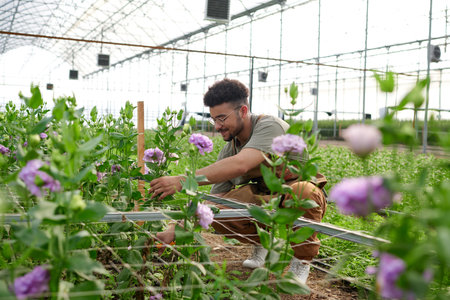 Young multiethnic male worker of garden center taking care of blooming purple eustoma flowers while...