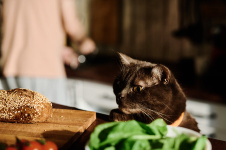Cute purebred cat standing by kitchen table and looking at fresh homemade bread on wooden board in front of cameraの写真素材