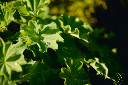 Bunch of green weed, grass or wild plant with round sunlit leaves covered with waterdrops or...