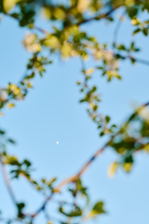 Blue sky with tiny moon surrounded by several blooming plum or apple tree branches with green leaves...