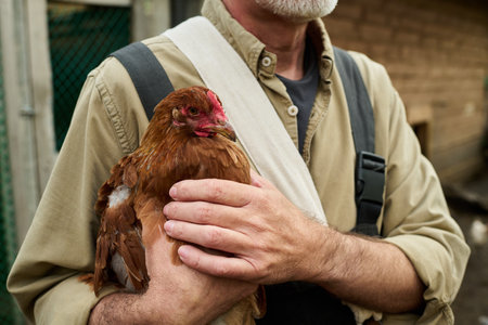 Brown bred chicken in hands of senior male farmer in workwear standing in front of camera against wooden coopの写真素材
