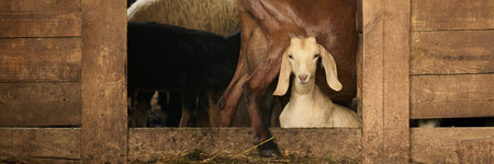Header of cute little white goat standing among other domestic animals in front of doorway of wooden barn and looking at cameraの写真素材