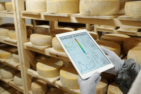 Person in cheese storage room checking ripening progress on digital tablet among wheels of cheese on...