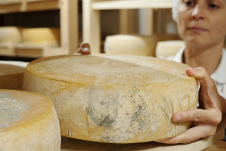 Person carefully inspecting large wheel of cheese in rustic cheese dairy environment with focus on...
