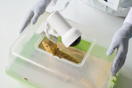 Female veterinary doctor in medical gloves standing by desk in clinical office, taking off cover of pet carrierの写真素材