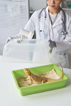 Young Asian female vet in medical gloves and lab coat standing by desk in clinical office, opening pet carrier with lizard in itの写真素材