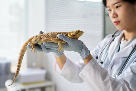 Closeup of gloved hands of young Asian vet holding lizard, checking state of its skinの写真素材