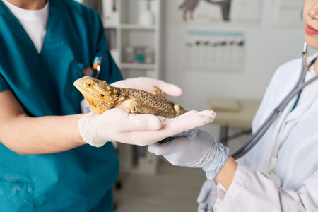 Closeup of male vet holding lizard in hands while female colleague examining it with stethoscopeの写真素材