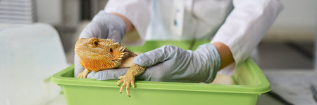 Gloved hands of young veterinary doctor in lab coat and gloves palpating iguana for check-up...