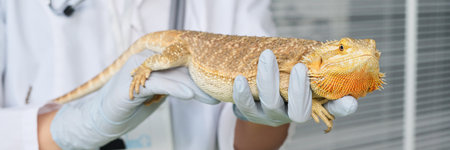 Closeup of unrecognizable female vet checking state of lizards health while holding it in gloved hands, headerの写真素材