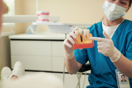 Young adult woman dentist wearing medical mask and gloves explaining dental implant procedure to patient using tooth model, sitting in dental clinic during consultationの写真素材