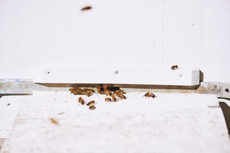 Group of honey bees gathering on wooden surface near hive entrance, some bees flying while others clustering together, closeup showing insect activity and natural behaviorの写真素材