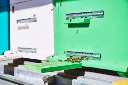 Closeup showing honey bees gathering around entrance of green beehive box outdoors, bees actively...