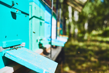 Closeup showing blue wooden beehives with honey bees flying around entrance outdoors, capturing...