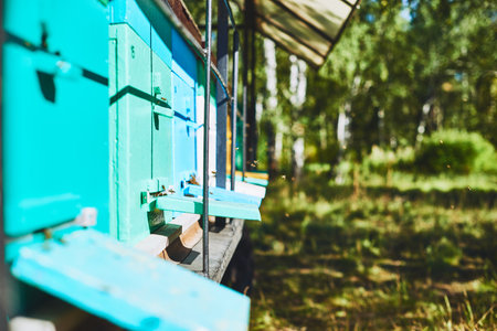 Closeup of colorful beehives standing outdoors with bees flying around entrance openings, wooden...