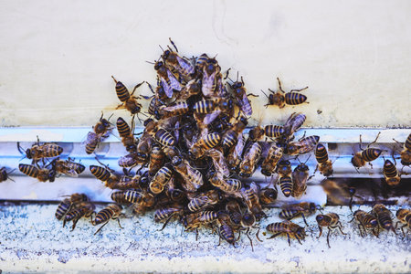 Group of honey bees clustering together on outdoor surface, forming dense swarm near hive entrance,...