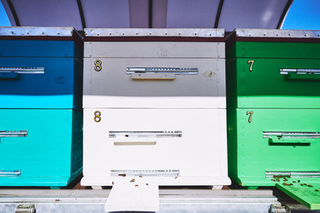Closeup showing colorful wooden beehives arranged in row outdoors, entrance boards visible with bees gathering near openings, numbers painted on front panels for identificationの写真素材