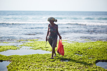 Bali, Indonesia, November 18, 2015. Black middle aged woman walking on seaweed covered shore holding orange bag and sunglasses, looking down while collecting items near ocean water during low tideのeditorial素材